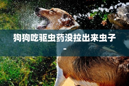 狗狗吃驅蟲藥沒拉出來蟲子-