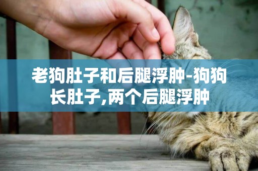 老狗肚子和后腿浮腫-狗狗長肚子,兩個后腿浮腫
