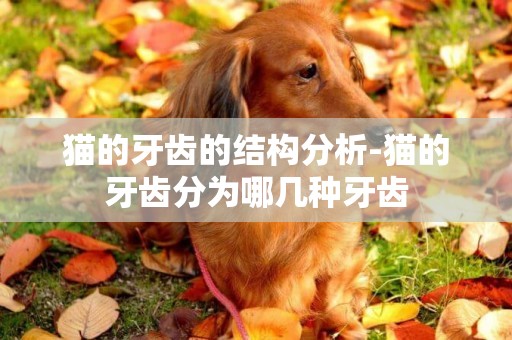 貓的牙齒的結構分析-貓的牙齒分為哪幾種牙齒