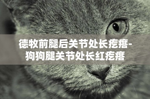德牧前腿后關節處長疙瘩-狗狗腿關節處長紅疙瘩