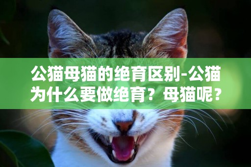 公貓母貓的絕育區別-公貓為什么要做絕育？母貓呢？