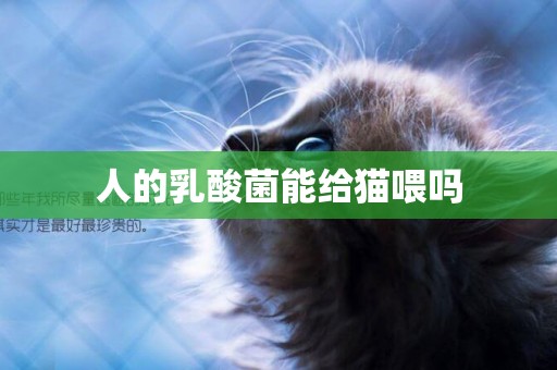 人的乳酸菌能給貓喂嗎