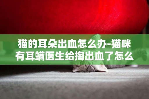 貓的耳朵出血怎么辦-貓咪有耳螨醫生給掏出血了怎么辦