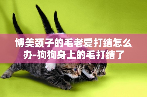 博美頸子的毛老愛打結怎么辦-狗狗身上的毛打結了