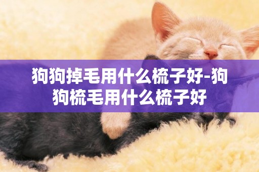 狗狗掉毛用什么梳子好-狗狗梳毛用什么梳子好
