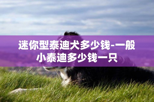迷你型泰迪犬多少錢-一般小泰迪多少錢一只