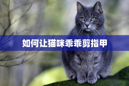 如何讓貓咪乖乖剪指甲