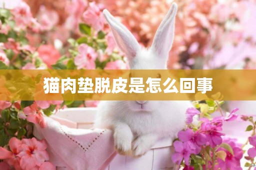 貓肉墊脫皮是怎么回事