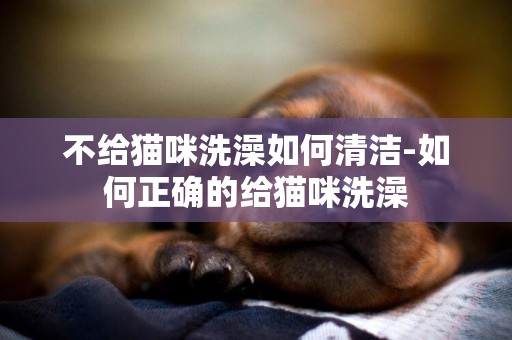 不給貓咪洗澡如何清潔-如何正確的給貓咪洗澡