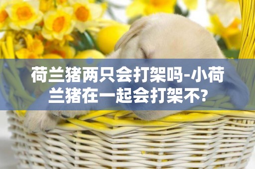 荷蘭豬兩只會打架嗎-小荷蘭豬在一起會打架不?