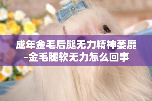 成年金毛后腿無力精神萎靡-金毛腿軟無力怎么回事