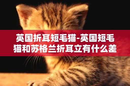 英國折耳短毛貓-英國短毛貓和蘇格蘭折耳立有什么差別