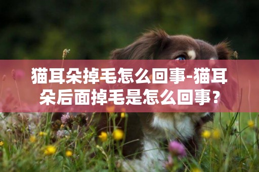 貓耳朵掉毛怎么回事-貓耳朵后面掉毛是怎么回事？