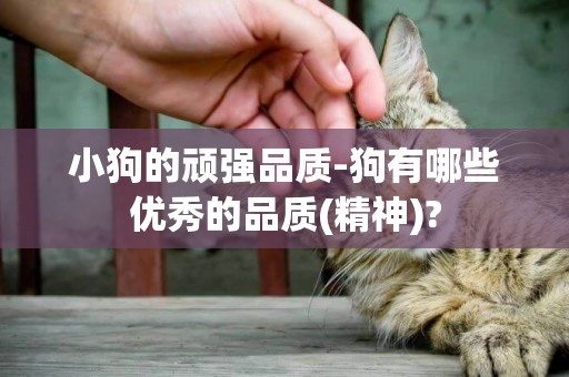 小狗的頑強品質-狗有哪些優秀的品質(精神)?
