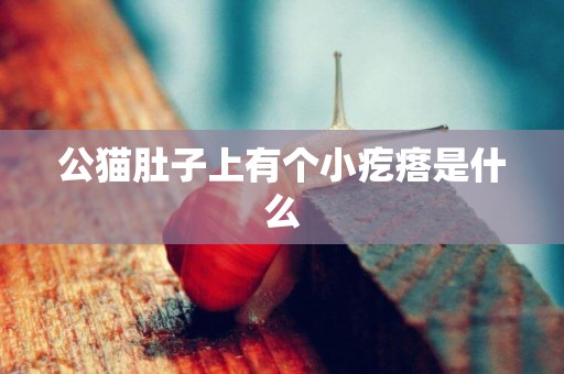 公貓肚子上有個小疙瘩是什么