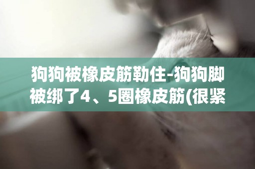 狗狗被橡皮筋勒住-狗狗腳被綁了4、5圈橡皮筋(很緊的)出血了