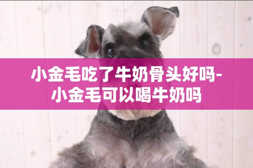 小金毛吃了牛奶骨頭好嗎-小金毛可以喝牛奶嗎