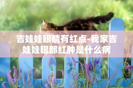 吉娃娃眼睛有紅點-我家吉娃娃眼部紅腫是什么病