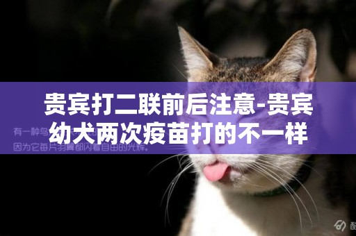 貴賓打二聯前后注意-貴賓幼犬兩次疫苗打的不一樣