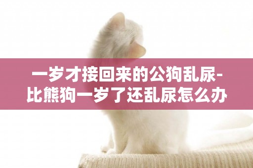 一歲才接回來的公狗亂尿-比熊狗一歲了還亂尿怎么辦