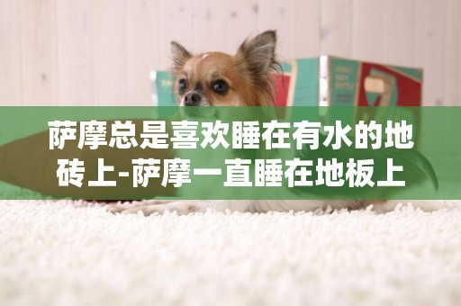 薩摩總是喜歡睡在有水的地磚上-薩摩一直睡在地板上