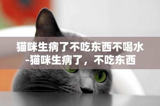 貓咪生病了不吃東西不喝水-貓咪生病了，不吃東西