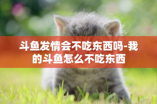 斗魚發情會不吃東西嗎-我的斗魚怎么不吃東西