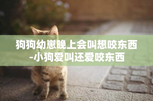 狗狗幼崽晚上會叫想咬東西-小狗愛叫還愛咬東西