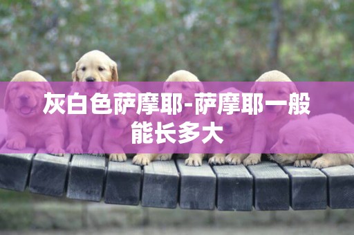 灰白色薩摩耶-薩摩耶一般能長多大