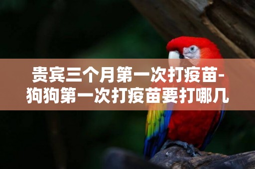 貴賓三個月第一次打疫苗-狗狗第一次打疫苗要打哪幾種?