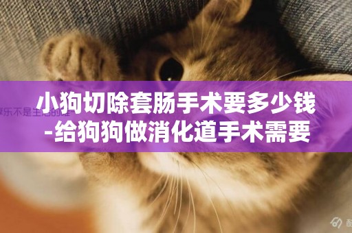 小狗切除套腸手術要多少錢-給狗狗做消化道手術需要多少錢啊？
