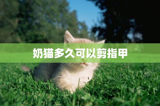 奶貓多久可以剪指甲