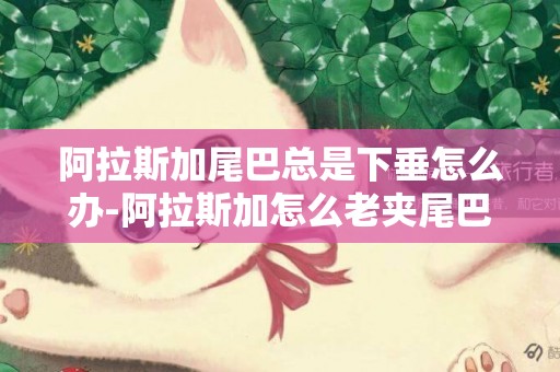 阿拉斯加尾巴總是下垂怎么辦-阿拉斯加怎么老夾尾巴