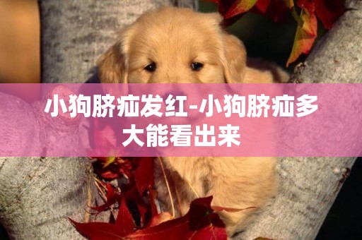 小狗臍疝發紅-小狗臍疝多大能看出來