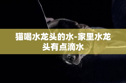 貓喝水龍頭的水-家里水龍頭有點滴水