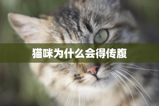 貓咪為什么會得傳腹