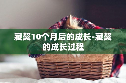 藏獒10個月后的成長-藏獒的成長過程