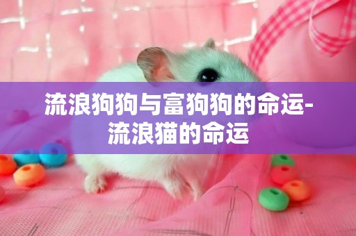 流浪狗狗與富狗狗的命運-流浪貓的命運