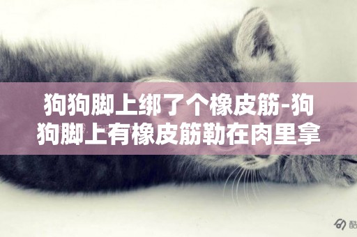 狗狗腳上綁了個橡皮筋-狗狗腳上有橡皮筋勒在肉里拿不出來怎么辦