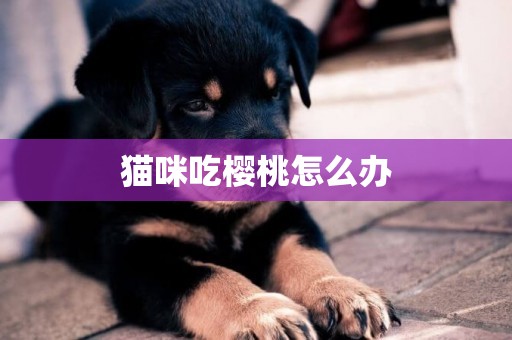 貓咪吃櫻桃怎么辦