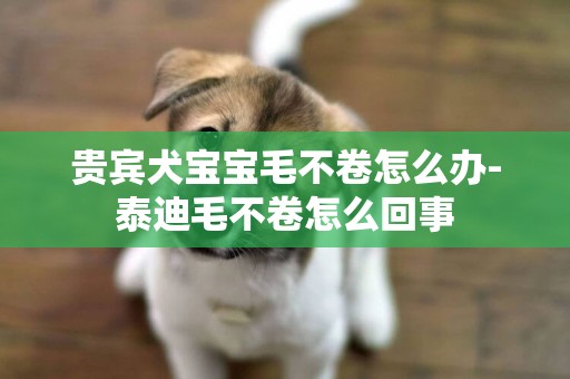 貴賓犬寶寶毛不卷怎么辦-泰迪毛不卷怎么回事