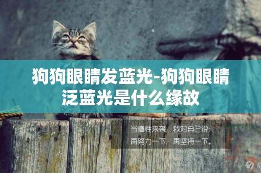 狗狗眼睛發藍光-狗狗眼睛泛藍光是什么緣故