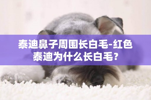 泰迪鼻子周圍長白毛-紅色泰迪為什么長白毛？