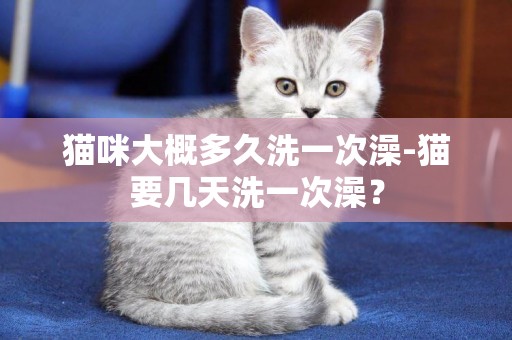 貓咪大概多久洗一次澡-貓要幾天洗一次澡？