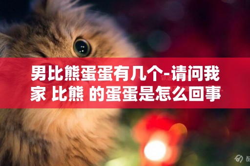 男比熊蛋蛋有幾個-請問我家 比熊 的蛋蛋是怎么回事