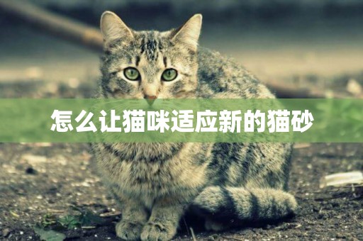怎么讓貓咪適應新的貓砂