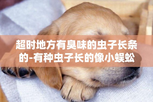 超時地方有臭味的蟲子長條的-有種蟲子長的像小蜈蚣一樣