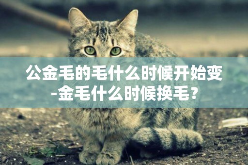 公金毛的毛什么時候開始變-金毛什么時候換毛？