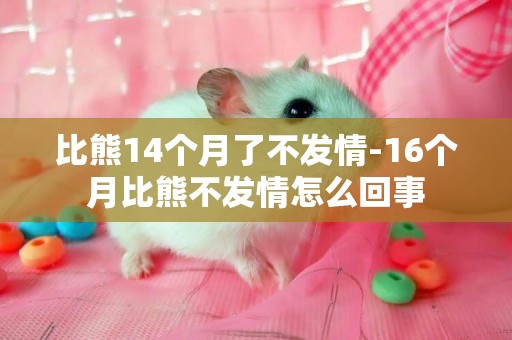 比熊14個月了不發情-16個月比熊不發情怎么回事