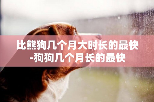 比熊狗幾個月大時長的最快-狗狗幾個月長的最快